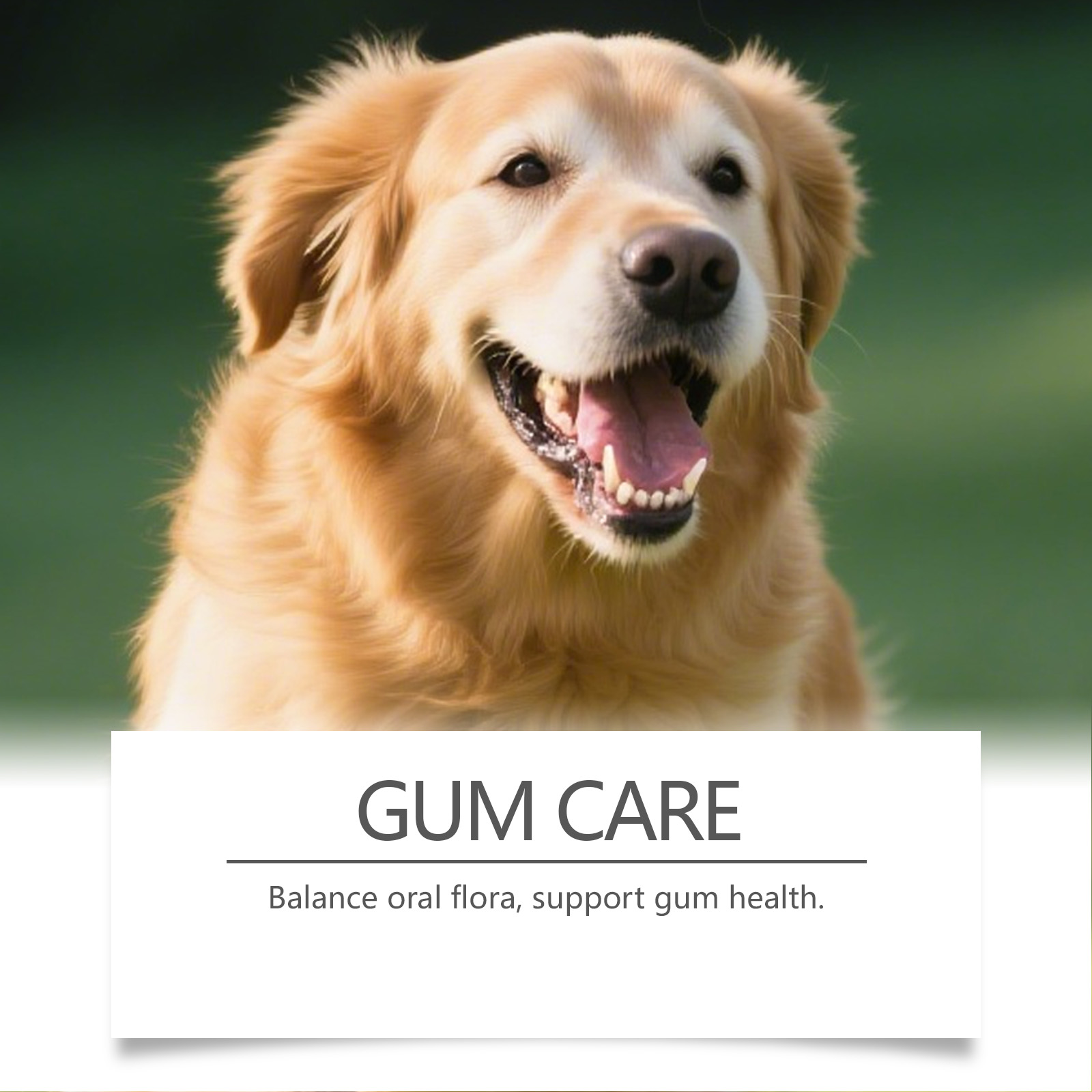Dog Dental Care Powder Cat Bre - Teeth Whitening Powder review and price